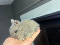 Safkan Evcil Yavru Tavşanlar Her İle Gönderim Var