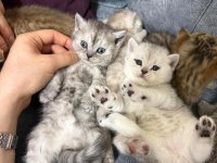 2 Aylık British Yavrularımız Yuvasını Arıyor