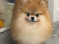 Orjinal pomeranian boo