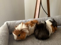Yeni guinea pig yavrularımıza aile olmak ister misiniz?