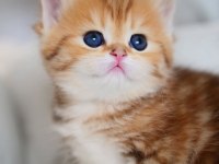 Güzellik Abidesi Golden British Shorthair Yavrumuz