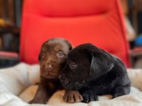 Sadakat Ve Sevgi Dolu Labrador Yavruları Sizleri Bekliyor