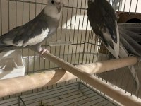 Sultan Papağanı Takımlar Uyguna