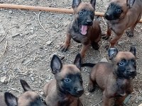 Belçika kurdu köpeklerimiz