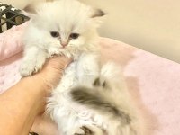 Beyaz Uzun Tüylü Minnak Erkek Kedimiz Mavi Gözlü