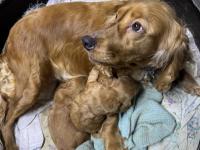 45 Günlük İngiliz Cocker