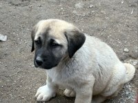 Orijinal Safkan Kangal Yavrular