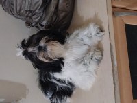 Shih Tzu Yavru Köpeği