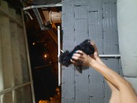 Teacup Toy Poodle Köpeği