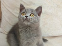 Gri lilac dişi erkek yavru kediler