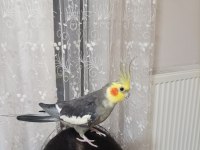 Tecrübeli Eş Sultan Papağanı Takım