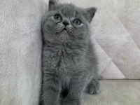 Ayı surat top kafa dişi british shorthair bebiş