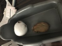 Hamster için ulaşın