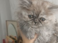 British Shorthair Silver Chocalate Ve Bicolor