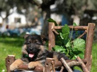 Müthiş K9 Alman Kurdu