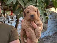 Mikro poodle bebekler