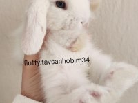 Renkli Cins Tavşan Yavruları