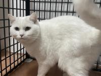 Ücretsiz Sahiplendirme Van Kedimiz