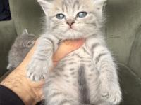Point British Shorthair Yavrular