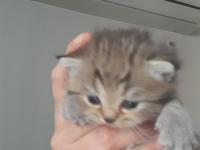 Yeni Doğmuş Yavru Kediler