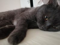 British Shorthair 2 Yaşında