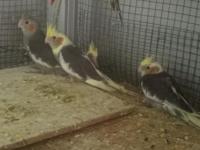 Yavru sultan papağanlarımız