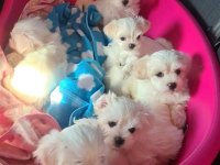 Ev Doğumu Maltese Bebeklerimiz