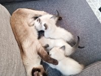 35 Günlük Siyam Kedisi Yavruları