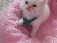 İran Kedisi Yavruları