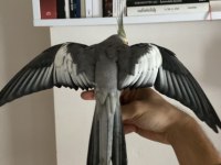 Bir çift ve yavrusu ile birlikte 3 adet sultan papağanı