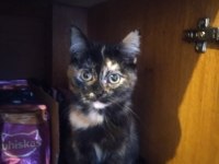 2.5 Aylık Güzellik Kedimiz Yuva Arıyor