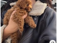 Toy Poodle Yavru Köpekler