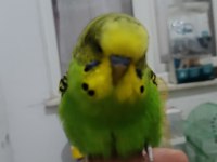 Ev Üretimi Muhabbet Kuşu Tamamen Evcil Takımlarda Var Üreyen