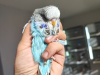 Yeni yeme düşen vasıflı show jumbo muhabbet kuşu yavrular