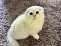 Son yavru scottish fold longhair