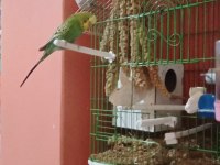 Dişi Ve Erkek Muhabbet Kuşu Yumurtaları İle