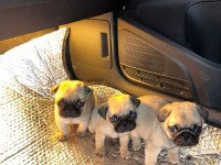 Pug Mops Yavru Köpekler