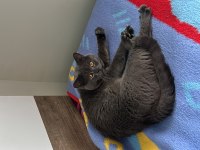 British Shorthair Kedim