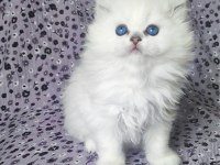 Kocaeli Show Kalite Safkan British Longhair Yavrular