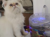 3,5 Aylık Yavru Erkek Kedimiz