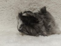 Sütten kesilen ele alışık yavru guinea pig