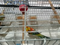 Şarkıcı Pareket Papağanı