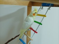 Tecrübeli Eş Sultan Papağanı Takım