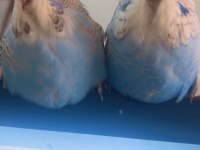 Şov Muhabbet Kuşu Yavruları