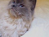 3 Yaşında Ragdoll Kızımıza Yuva Arıyoruz