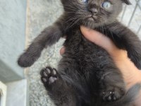 Scottish Fold Cinnamon