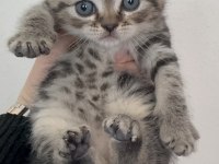 Sevgi Dolu British Shorthair Yavrularımız