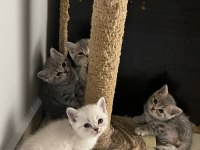 Minnak Sevecen Ve Oyuncu British Shorthair