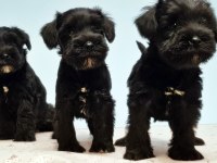 Siyah Schnauzer Yavru