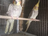 Yetişkin Sultan Papağanı Hazır Çift